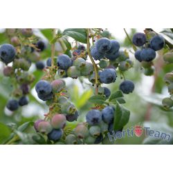 Bluecrop 2019 - dsc_1211[1].jpg